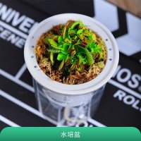 大嘴捕蝇草+懒人水培盆 含盆|超大捕蝇草盆栽食虫植物食人花卉绿植趣味多肉室内外防驱蚊捕虫草