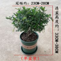 清香木(单盆装)加仑盆+底托|清香木盆栽驱蚊驱虫绿植植物室内四季常青净化空气盆景驱蚊草花卉