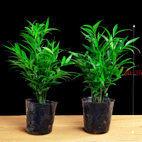 2棵竹柏(营养袋) 带盆栽好|竹柏盆栽驱蚊草植物室内客厅庭院防蚊好养四季常青净化空气花卉