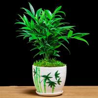 竹柏(竹瓷盆) 带盆栽好|竹柏盆栽驱蚊草植物室内客厅庭院防蚊好养四季常青净化空气花卉