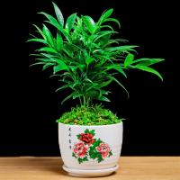 竹柏(花开富贵盆) 带盆栽好|竹柏盆栽驱蚊草植物室内客厅庭院防蚊好养四季常青净化空气花卉