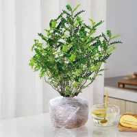 清香木四年精品苗[原土发出+肥料]|驱蚊虫植物驱蚊草花卉清香木盆栽室内四季常青胡椒木绿植净化空气