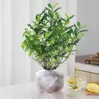清香木四年精品苗[原土发出+肥料]|驱蚊虫植物驱蚊草花卉清香木盆栽室内四季常青胡椒木绿植净化空气