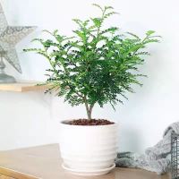 清香木四年精品苗[螺纹盆+肥料]|驱蚊虫植物驱蚊草花卉清香木盆栽室内四季常青胡椒木绿植净化空气