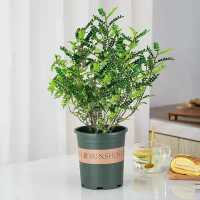 清香木四年精品苗[加仑盆+肥料]|驱蚊虫植物驱蚊草花卉清香木盆栽室内四季常青胡椒木绿植净化空气