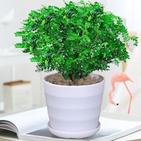 清香木六年精品大苗[螺纹盆+肥料]|驱蚊虫植物驱蚊草花卉清香木盆栽室内四季常青胡椒木绿植净化空气