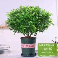 清香木六年精品大苗[加仑盆+肥料]|驱蚊虫植物驱蚊草花卉清香木盆栽室内四季常青胡椒木绿植净化空气