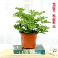 驱蚊驱虫睡的香-驱蚊草 职场范(加仑盆)(送肥料)|驱蚊草盆栽水培植物可食用薄荷迷迭香驱蚊虫植物室内阳台花卉盆栽