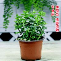 清香驱蚊可食用-薄荷 不含盆(送肥料)|驱蚊草盆栽水培植物可食用薄荷迷迭香驱蚊虫植物室内阳台花卉盆栽