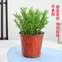 清香驱蚊可食用-迷迭香 职场范(加仑盆)(送肥料)|驱蚊草盆栽水培植物可食用薄荷迷迭香驱蚊虫植物室内阳台花卉盆栽