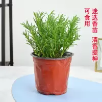 清香驱蚊可食用-迷迭香 高端懒人(吸水盆)(送肥料)|驱蚊草盆栽水培植物可食用薄荷迷迭香驱蚊虫植物室内阳台花卉盆栽