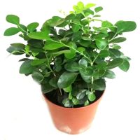 清香提神-九里香 不含盆(送肥料)|驱蚊草盆栽水培植物可食用薄荷迷迭香驱蚊虫植物室内阳台花卉盆栽