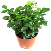 清香提神-九里香 高端懒人(吸水盆)(送肥料)|驱蚊草盆栽水培植物可食用薄荷迷迭香驱蚊虫植物室内阳台花卉盆栽