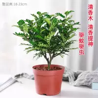 清香提神驱蚊虫-清香木 不含盆(送肥料)|驱蚊草盆栽水培植物可食用薄荷迷迭香驱蚊虫植物室内阳台花卉盆栽