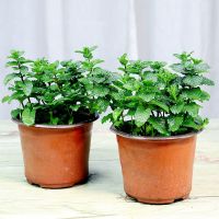 组合C-薄荷特惠2盆装 不含盆(送肥料)|驱蚊草盆栽水培植物可食用薄荷迷迭香驱蚊虫植物室内阳台花卉盆栽