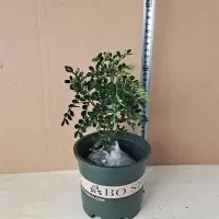 裸盆原土 8年大苗[1盆]送肥料|正宗清香胡椒木盆栽防驱蚊草植物好养室内花卉绿植九里香树苗盆景