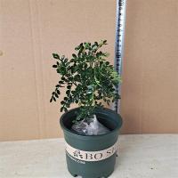 含加仑盆 6年大苗[2盆]送肥料|正宗清香胡椒木盆栽防驱蚊草植物好养室内花卉绿植九里香树苗盆景