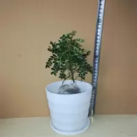 白色螺纹盆 2年小苗[2盆]送肥料|正宗清香胡椒木盆栽防驱蚊草植物好养室内花卉绿植九里香树苗盆景