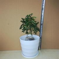 白色螺纹盆 8年大苗[2盆]送肥料|正宗清香胡椒木盆栽防驱蚊草植物好养室内花卉绿植九里香树苗盆景
