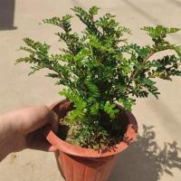 4年大苗【送肥料】买就送两年苗一颗 不含盆【原土发货】|驱蚊驱虫清香木盆栽绿植植物室内四季常青净化空气驱蚊草胡椒木