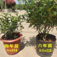 6年大苗【送肥料】买就送两年苗一颗 不含盆【原土发货】|驱蚊驱虫清香木盆栽绿植植物室内四季常青净化空气驱蚊草胡椒木
