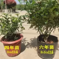 6年大苗【送肥料】买就送两年苗一颗 不含盆【原土发货】|驱蚊驱虫清香木盆栽绿植植物室内四季常青净化空气驱蚊草胡椒木