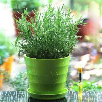 迷迭香+绿色螺纹盆 不含盆|驱蚊草 迷迭香薄荷清香木盆栽驱蚊植物猪笼草夏季驱虫植物 碰碰香