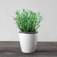 迷迭香+白色吸水盆 含盆|驱蚊草 迷迭香薄荷清香木盆栽驱蚊植物猪笼草夏季驱虫植物 碰碰香