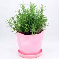 迷迭香+粉色花盆 含盆|驱蚊草 迷迭香薄荷清香木盆栽驱蚊植物猪笼草夏季驱虫植物 碰碰香