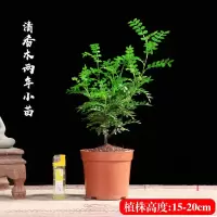 小盆苗[15-20CM]原土球X1 含盆|驱蚊草盆栽防蚊子青香木胡椒木树苗植物老桩室内净化空气四季好养
