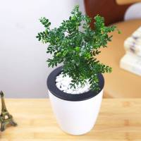 小盆苗[15-20CM]吸水盆 不含盆|驱蚊草盆栽防蚊子青香木胡椒木树苗植物老桩室内净化空气四季好养