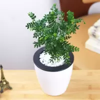 小盆苗[15-20CM]吸水盆 含盆|驱蚊草盆栽防蚊子青香木胡椒木树苗植物老桩室内净化空气四季好养