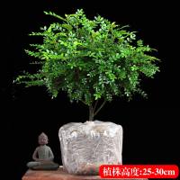 大盆苗[25-30CM]原土球X1 不含盆|驱蚊草盆栽防蚊子青香木胡椒木树苗植物老桩室内净化空气四季好养