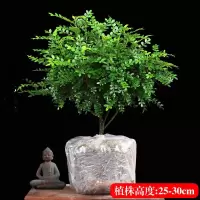 大盆苗[25-30CM]原土球X1 含盆|驱蚊草盆栽防蚊子青香木胡椒木树苗植物老桩室内净化空气四季好养