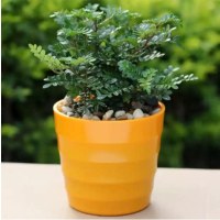 清香木+橙色盆+托底盘+营养土 不含盆|驱蚊草盆栽防蚊子青香木胡椒木树苗植物老桩室内净化空气四季好养