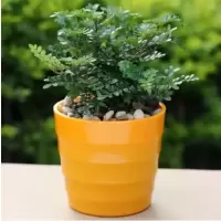 清香木+橙色盆+托底盘+营养土 不含盆|驱蚊草盆栽防蚊子青香木胡椒木树苗植物老桩室内净化空气四季好养