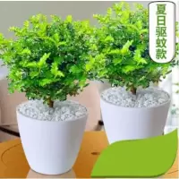 清香木2个+2个白盆+白色石子+营养土 含盆|驱蚊草盆栽防蚊子青香木胡椒木树苗植物老桩室内净化空气四季好养