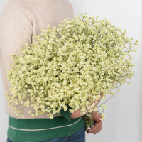 云南大束情人草勿忘我干花束家居摆设小清新真花插花鲜花|黄水晶大束(不含花瓶
