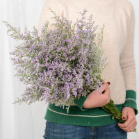 云南大束情人草勿忘我干花束家居摆设小清新真花插花鲜花|情人草大束（不含花瓶