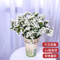 云南大束勿忘我鲜花干花真花花束天然干插花论斤卖永生花|[优质]白色色勿忘我[2斤装买2束送配草]