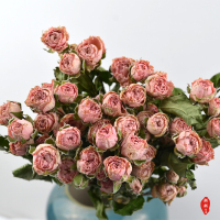 云南干花蔷薇干花多头钻石小玫瑰客厅、办公室等装饰花材|浪漫泡泡40朵