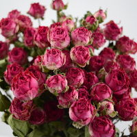 云南干花蔷薇干花多头钻石小玫瑰客厅、办公室等装饰花材|恰恰泡泡40朵