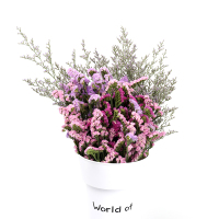 云南天然风干花束勿忘我论斤卖天然真花干花大花束装饰摆件|三色勿忘我配情人草2斤