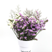 云南天然风干花束勿忘我论斤卖天然真花干花大花束装饰摆件|白色浅紫勿忘我配情人草2斤