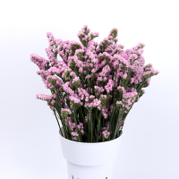 云南天然风干花束勿忘我论斤卖天然真花干花大花束装饰摆件|粉色勿忘我2斤