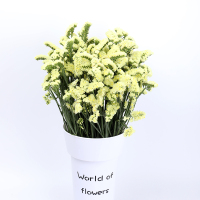 云南天然风干花束勿忘我论斤卖天然真花干花大花束装饰摆件|黄色勿忘我2斤