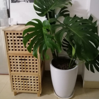 大号实木箱有盖储物箱整理可坐收纳箱网格箱凳洗衣筐茶几长桌 木脚三抽屉柜41*41*高90厘米 大号