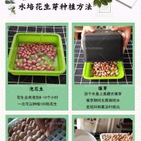 种花生芽发芽神器水培箱种植盒专用盘豆苗育苗盆种子籽机豆芽菜罐|1斤带壳花生