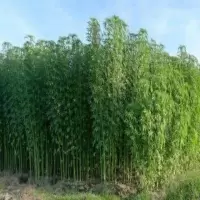 麻绳种子黄麻洋麻青麻经济作物易种产量制作麻袋槿麻