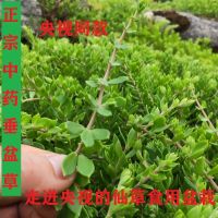 驱蚊草垂除甲醛吊兰阳台花卉鲜活植物吊绿植盆栽野生垂盆草